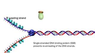 The Proteins Involved in DNA Replication Life Sciences Outreach Harvard University [upl. by Yenahteb]