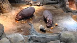 Porcupine steals pumpkin from hippos [upl. by Shannen]