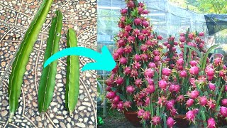 How to Grow Purple Dragon Fruit From Cuttings Growing Dragon Fruit in Pot Dragon Fruit Cultivation [upl. by Aipotu]