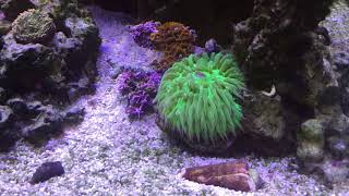 Feeding plate coral  time lapse [upl. by Anahir548]