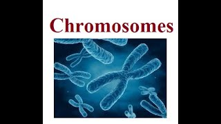 Chromosomes Structure  2024 [upl. by Landy]