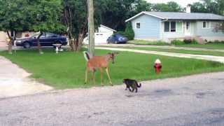 cat and deer [upl. by Salbu]