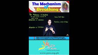 The Mechanism of breathing I biology penacademy [upl. by Eybbob]