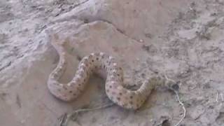 Sidewinder Rattlesnake in the Wild [upl. by Wilterdink6]