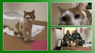 Katzenvermittlung  JanuarFebruar 2017 Tierheim Hannover TV [upl. by Omor640]