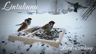 Finally bullfinches are here I was waiting for them WildBirds BirdFeeding bullfinch asmr [upl. by Sucitivel]