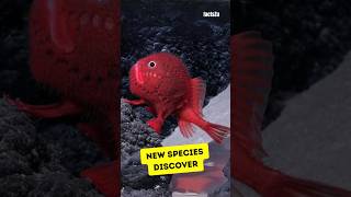 New species discovered in southern ocean shorts sea [upl. by Rento]