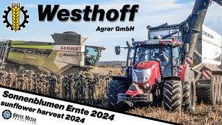 WesthoffAgrar Claas Lexion 7700 amp McCormik  Annaburger Überladewagen Sonnenblumen dreschen 2024 [upl. by Bibi404]