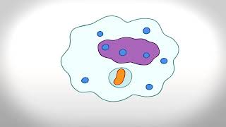 Phagocytosis Animation [upl. by Eciened517]