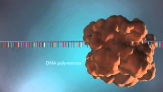 DNA replication  3D [upl. by Falkner]