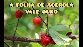 FOLHA DE ACEROLA E SEUS 66 BENEFÍCIOS PARA A SAÚDE Câncer diabete gordura no fígado hipertensão [upl. by Brien895]