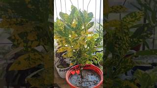 Repotting of croton ♥️♥️ plant repotting update 10garden repotting crotonplant [upl. by Adnovad950]