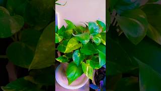 Tips to make your money plant lush green ☘️🍀👌🏻💚 moneyplant indoormoneyplant shorts [upl. by Almeda724]