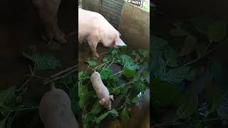 Feeding with madre de aguatravel hogfarmers 🤗🤗🤗 [upl. by Awuhsoj]