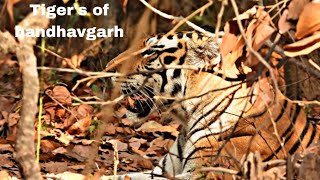 Tigers of bandhavgarhBandhavgarh national parkBandhavgarh tiger reserve 🐅Shortsytshorts [upl. by Anahsek]