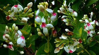 Beautiful White Flowering Ornamental Plant  Pseuderanthemum Carruthersii Plant Care amp Propagation [upl. by Bartel175]