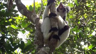 Indri indri singing lemur of Madagascar [upl. by Orvil]