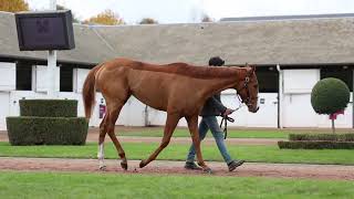 2024 Autumn Sale  Lot 262  fMARQUISES ZOFFANY x CHASSE MAREE [upl. by Ettenuj562]