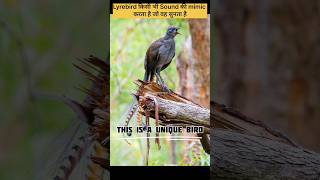 wait for End voice😳😍 4 Amazing 😳🤯Facts about Lyrebird [upl. by Aihseken]