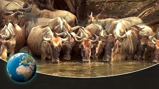 The greatest animal migration on earth  Full Documentary [upl. by Claudetta]