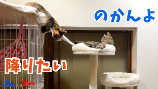 【元保護猫】ケージの屋上から降りたいのにタワーの1番上に居座られて降りれない猫｜ボールをくわえて箱に入りたいのに入れなくて妥協する猫｜固まる砂からシステムトイレへ移行作戦継続中｜kittencat [upl. by Harifaz510]