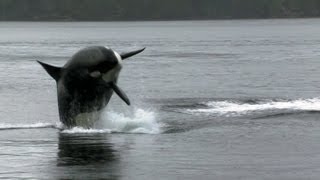 Sea Lion Vs 10 Killer Whales  Deadly 60  BBC Earth [upl. by Raskin]