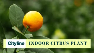 You can grow this citrus plant indoors [upl. by Notrab]