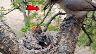 Small Woodbird took very small worm and babies want more big one BirdPlusAnimals [upl. by Verile]