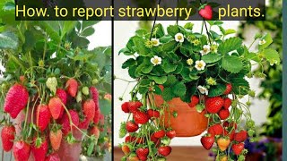 How to report Strawberry 🍓 plants from heavy fruiting [upl. by Sucam]