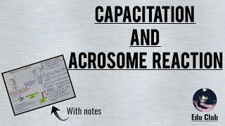 Capacitation And Acrosome Reaction  Reproductive Physiology [upl. by Ieluuk]