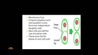 Cell Cycle amp Cell Division  S Suganya Assistant Professor  Department of Biotechnology [upl. by Lered]