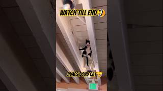 My cat like jamesbond🤣😹 cat catvideos funny youtubeshorts [upl. by Trinity]