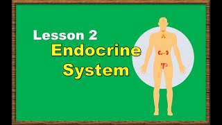 The Endocrine System  ICSE Class 10  The Endocrine System One Shot  sirtarunrupani [upl. by Alvie357]