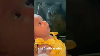 Kiki Gorilla mother🦍😁 like share subscribe Karen🌹👍 [upl. by Aohsoj]