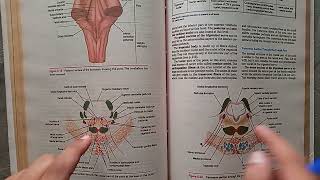 Guidelines BraintstemNeuroanatomy midbrainponsmedulla oblongata proff preparation neuroanatomy [upl. by Lammond]