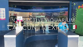 Interactive Aquarium  Cancún México🇲🇽 June 2020  Nate Chambers [upl. by Daj788]