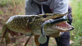 These River Pike Were soo Aggressive [upl. by Persson]