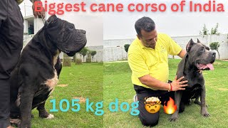 105kg cane corso🤯🔥India’s biggest cane corso kennel🫨44 dogs 🐶🔥 [upl. by Armbruster]