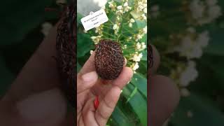 Rambutan or Lychee rarefruits foodshorts fruit foodie [upl. by Oberheim399]