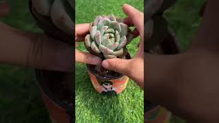 Succulent Specialists Agree This Repotting Method is BEST [upl. by Dahaf]