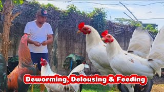 REGULAR DEWORMING DELOUSING FEEDING AND TREE PRAWNINGbackyard happenings [upl. by Dot864]