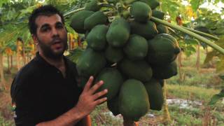 Papaya  Tropical Fruit Growers of South Florida [upl. by Rodman]