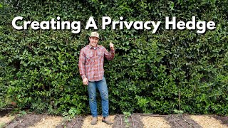 How To Create A Privacy Hedge [upl. by Enirac]