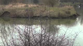 CHESTNUT POOL FISHERY LANGFORD BIGGLESWADE BEDFORDSHIRE ANGLERS MAIL TACTICAL BRIEFINGS [upl. by Perri4]