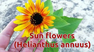 Growing Low Maintenance Summer Flowering Plant Sunflower Helianthus annuus [upl. by Encratis]