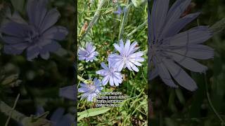 Chicory Cichorium intybus 🌺🌹🌼🌸 💐 kashmiribeauty flowers flowerplant shorts naats [upl. by Atteloc391]