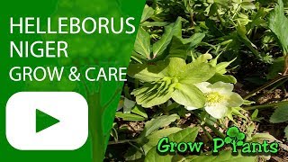 Helleborus niger  grow and care [upl. by Noynek645]