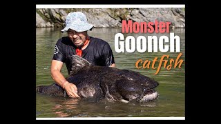 Massive Goonch Catfish  One of the Biggest Goonch [upl. by Tsenre]