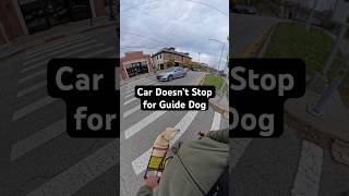 Guide Dog Prevents Handler from Walking in Front of Car guidedog guidedogs dog dogs labrador [upl. by Jeffcott]