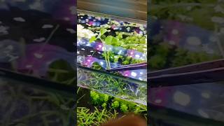 Indian Pennywort Aquarium Experiment Growth and Care Tips [upl. by Noiroc]